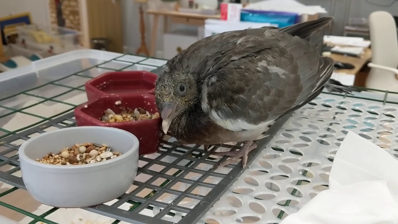 Baby wood pigeon feeding YouTube