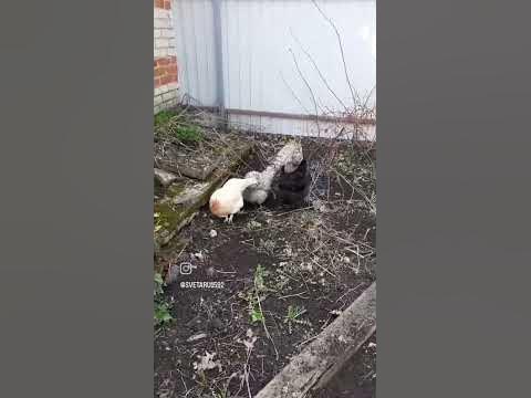 Куриный переполох #веселье #курочки #ищемчервячков #природа - YouTube