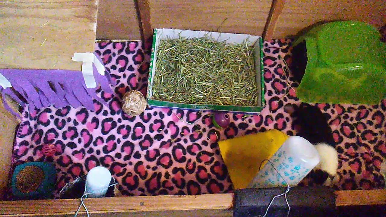 Guinea pig cage tour pink and purple