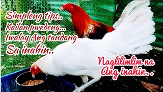 Download Lagu simpleng tips kailan pwedeng iwalay Ang tandang sa inahin sa loob Ng breeding pen / #mestisong manok MP3
