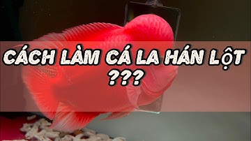 Cá la hán khỉ đỏ , có cách làm cho cá lột không ? #GBH