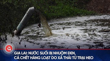 Gia Lai: Nước suối bị nhuộm đen, cá chết hàng loạt do xả thải từ trại heo