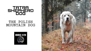 Tatra Shepherd Dog | The Polish mountain sheepdog | dog breed [facts] | BBG K9 by BBG K9 5,527 views 2 years ago 3 minutes, 6 seconds