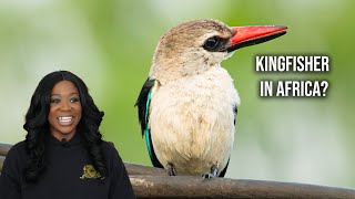 How I was able to Photograph the Elusive Woodland Kingfisher