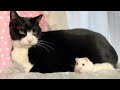 今日はここで寝ます🐭猫もハムスターもどっちも好きな人のための動画❤️🐭😽💕