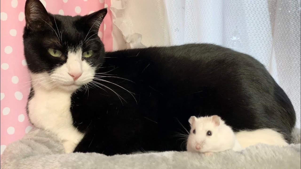 今日はここで寝ます🐭猫もハムスターもどっちも好きな人のための動画❤️🐭😽💕