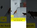 Kucing punya kemampuan bela diri 😄😄#anakkucinglucu #cat #kucing #kucinglucu