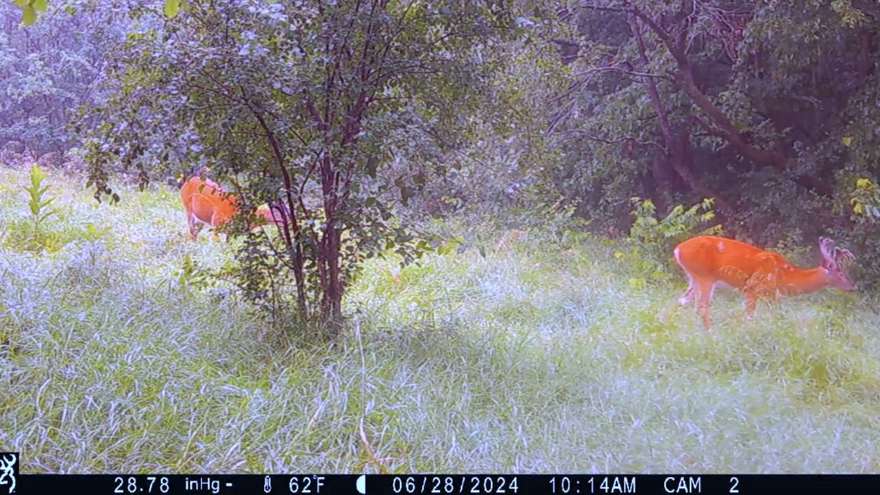 sc Wisconsin Trail Cam Pickup 6/28/2024-7/14/2024
