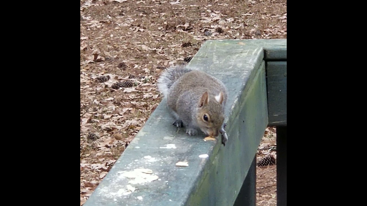 Grey Squirrels eat peanut butter and so do birds. YouTube