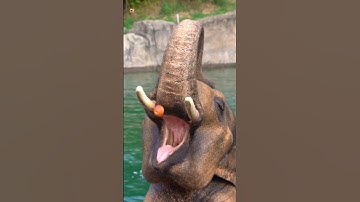 Elephant Sounds ( Elephant eating an apple ) 🖤