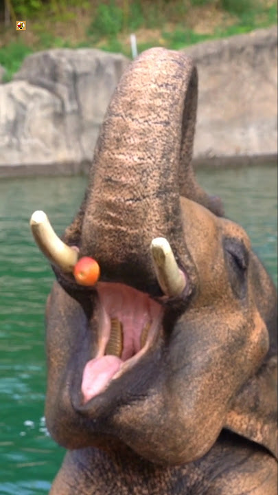 Elephant Sounds ( Elephant eating an apple ) 🖤
