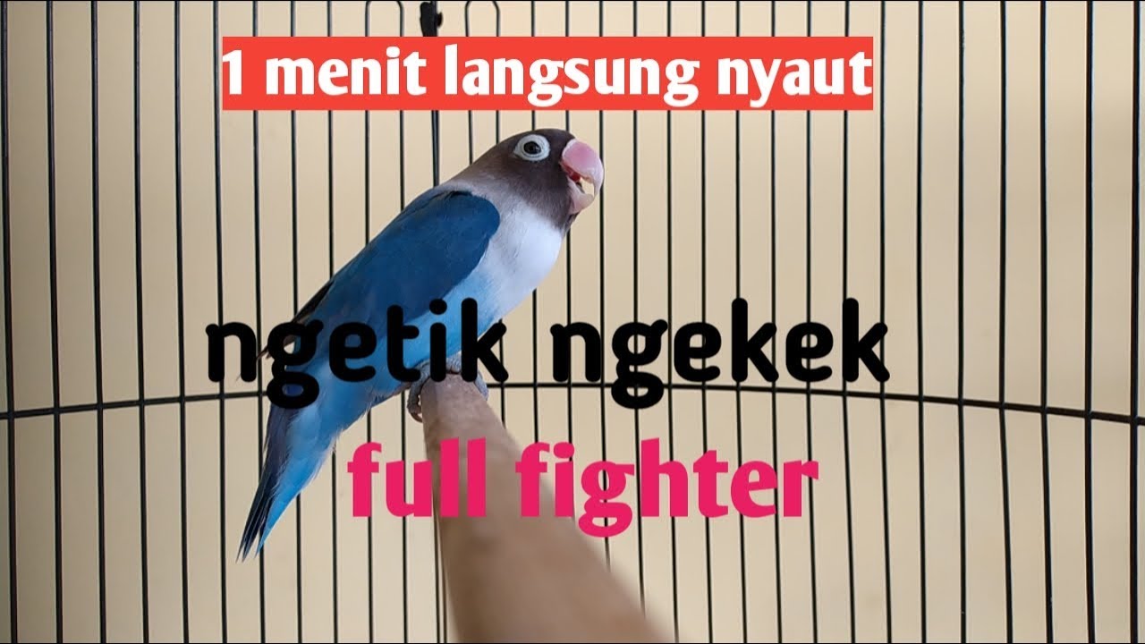 Cukup 1 menit lovebirdmu ngekek dengar ini