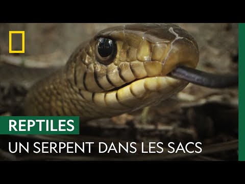 A 2-meter rat snake is hiding in schoolchildren's schoolbags