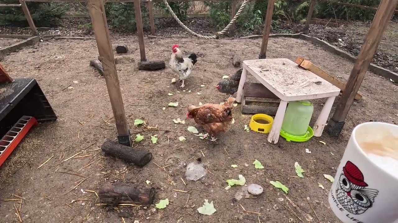 Idę z sałatą do kur. A jajka?