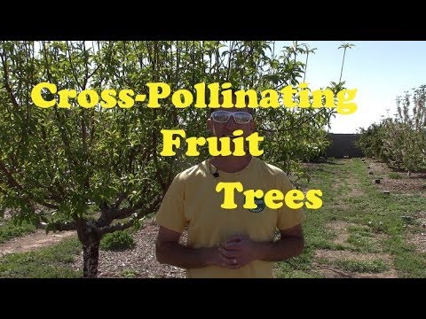Cross Pollinating Fruit Trees - Traditional Method