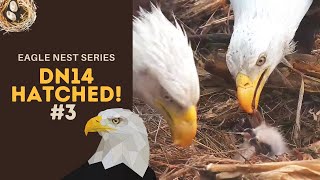 Eagle Nest Series #3 | DN14 has hatched! Beautiful feedings \& cuteness overload ~ 3-27-2021