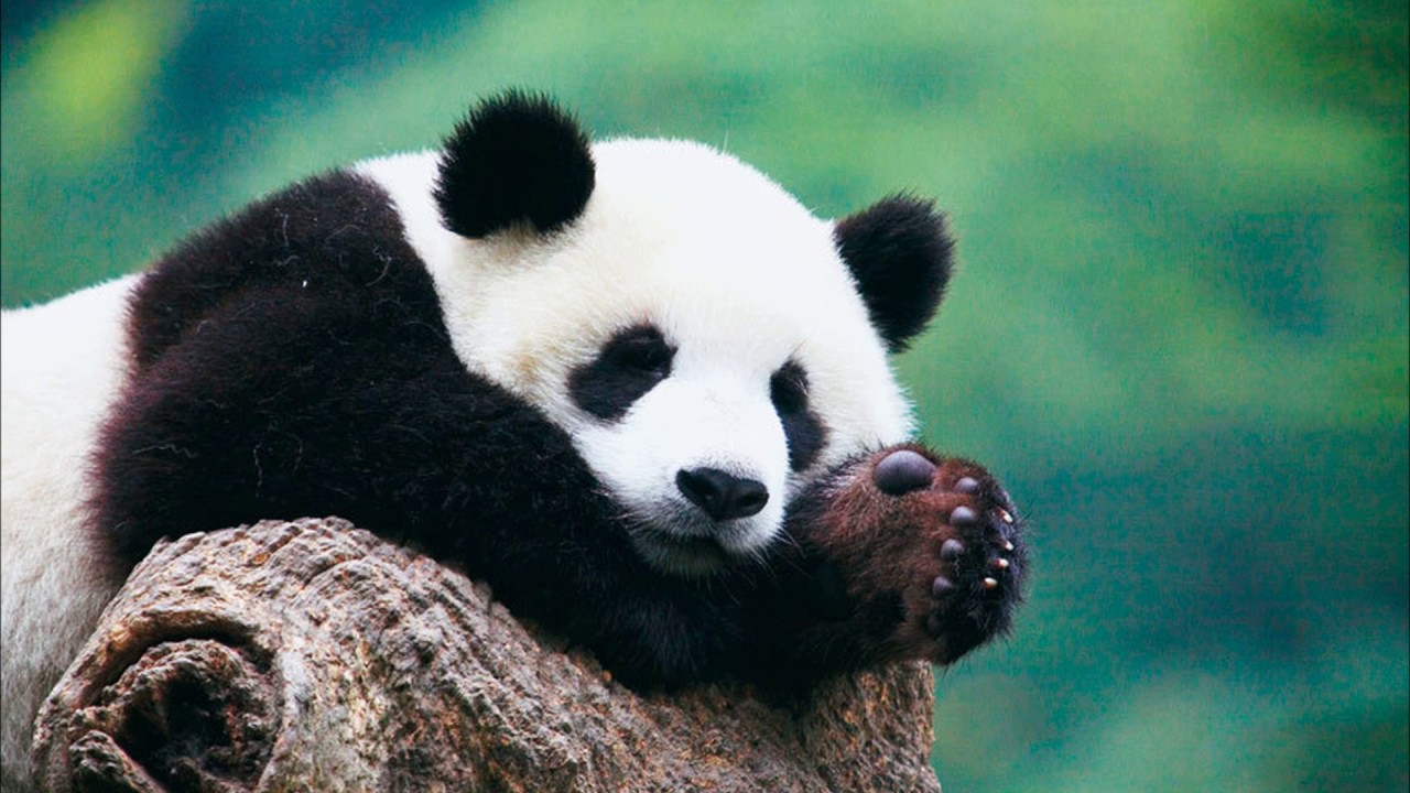 Great panda. Большая Панда или бамбуковый медведь. Очковая Панда. Большая китайская Панда. Млекопитающие Панда.