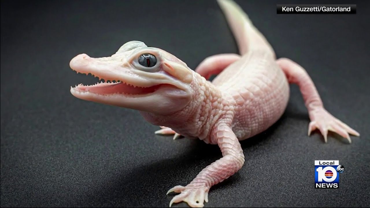Rare reptile is born at Gator Land in Orlando YouTube