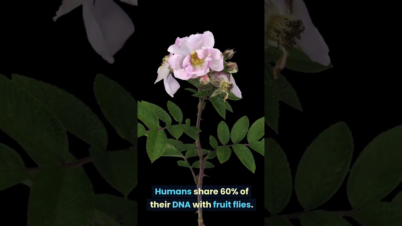 Human share DNA with fruit flies
