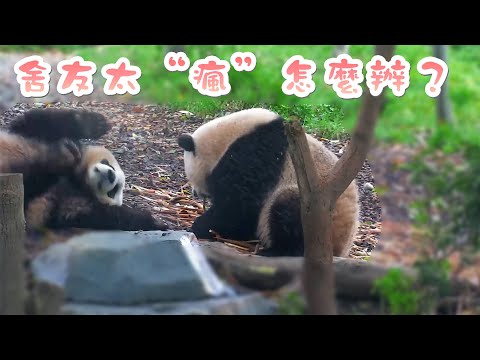 《熊貓早晚安》熊貓演繹“泰山崩于前而色不變” | iPanda熊貓頻道