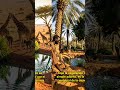 Desiertos de África: Oases Secretos y Vida Imposible