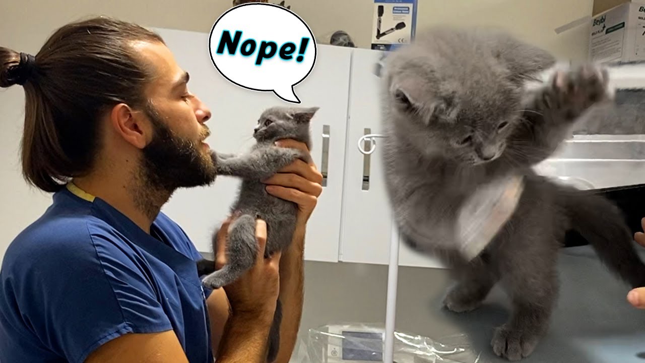 Непослушный маленький британский короткошерстный котенок! #TheVet