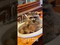 What Is This Raccoon Doing In The Sink 😂🦝