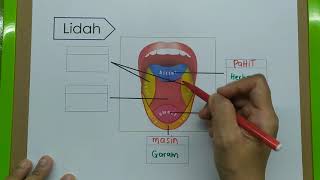 Sains T3 : 1.2 KEPEKAAN, HAD DERIA & KECACATAN : Bab 1 KSSM