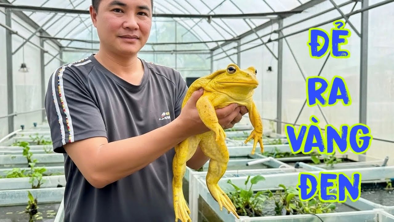 Chia sẻ Bí Quyết Nuôi Ếch Sinh Sản Ít Hao | Áp Dụng Được Từ Nhà Nuôi Đến Trang Trại Lớn