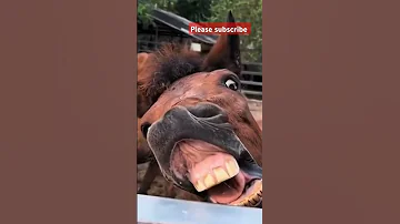 Pono Brought The Intensity With A KO In His Debut Trending Funny Shorts Shortsvideo Shorts 