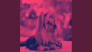 Pulsating Amusing Puppy