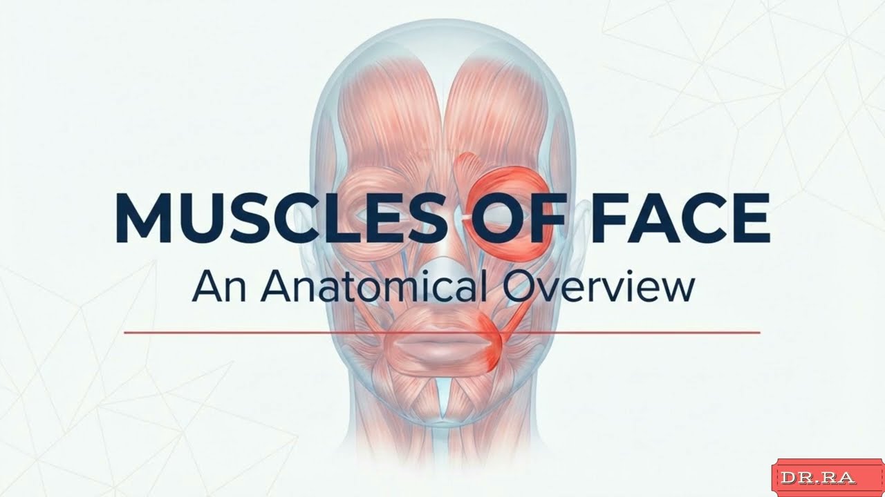 MUSCLES OF FACE