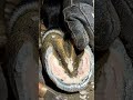 Hoof Cleaning #hoofcleaning #satisfying #farrierlife #horsecare #horse #oddlysatisfying #asmr