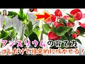 アンスリウムの育て方、爆発的にたくさんの花を咲かせるテクニックは？水やりや肥料など日々の管理を教えます！｜花子