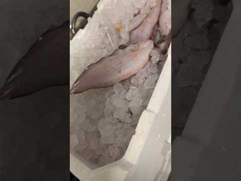 شاف ليوما جاب لينا عرام ديال صول ما شاء الله