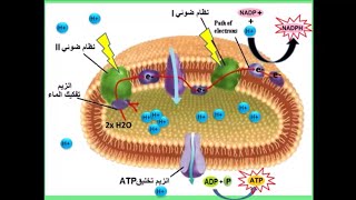 تمرين نموذجي  5 نقاط،نص علمي تفاعلات المرحلة الكيموضوئية.