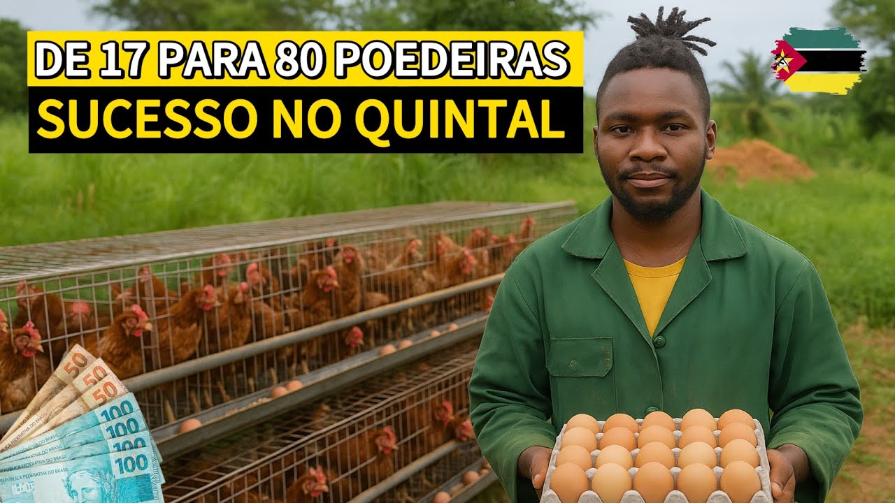 🐔 De 17 para 80 Poedeiras:  Jovem Moçambicano Transforma Avicultura Em Negócio de Sucesso!