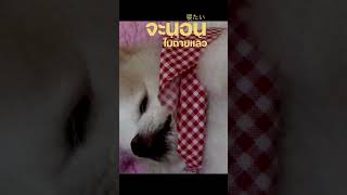   Going To Sleep  fuji pomeranian shorts