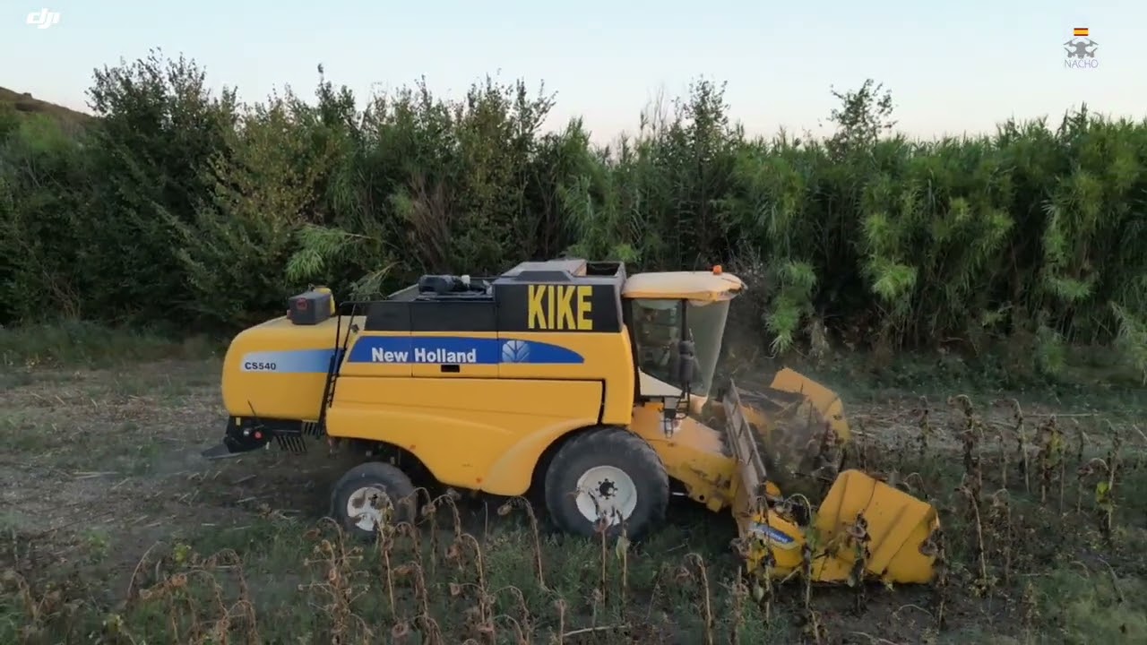 Cosechando girasoles 2025