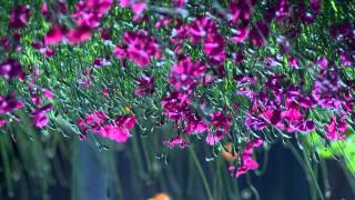 purple flowers..upside down