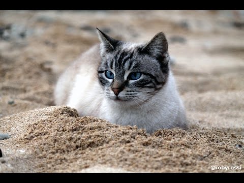 Colonia felina di Su Pallosu, Oristano, Sardegna