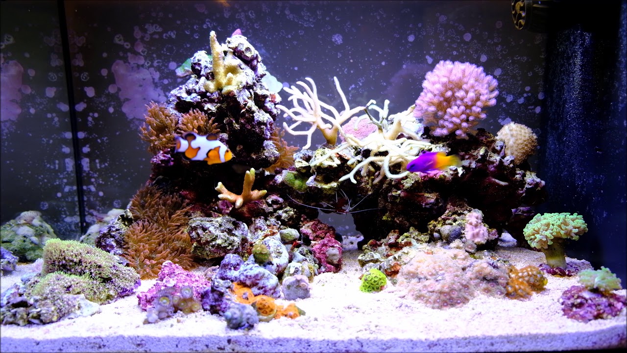 Fluval Evo 13.5 - 6 Month Update - YouTube