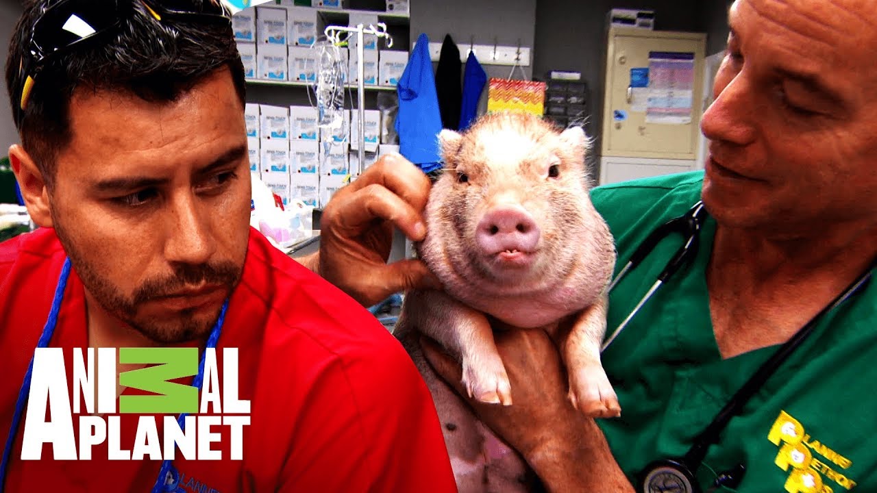 video phone beyonce mp3 Castrando un cerdito doméstico | Dr. Jeff, Veterinario | Animal Planet