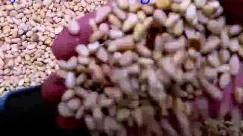 Pine nuts color sortex/pecan nuts color separator/color sorting machine