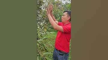 Làm sầu riêng không khó  | Nông Nghiệp Tây Nguyên TKA