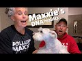 IS MAXXIE REALLY A WHITE MINIATURE SCHNAUZER? ~ SHOCKING DOG DNA RESULTS