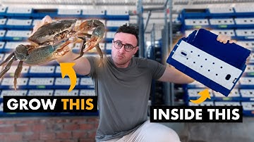 How Villagers Make Millions Growing Giant Mudcrabs in Blue Shoeboxes