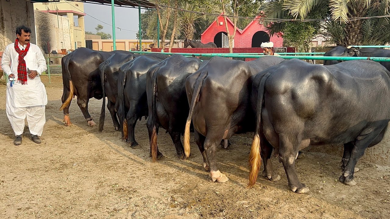 World Top Nili Ravi Buffalo Farmer Haji Shaukat Doggar of Multan #buffalo #farming #dailyvlog #vlog
