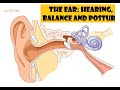 Understanding Hearing and Balance