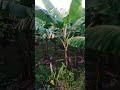 #trending #village #views #গ্রামের_ব্লগ #কলাবাগান #ভাইরাল
